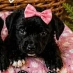 A baby small-sized female Black Labrador Retriever dog named Layla for adoption in Lenoir, NC