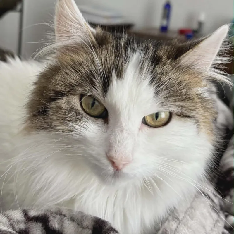 An adult small-sized female White Domestic Long Hair cat named Luna for adoption in LYLE, MN