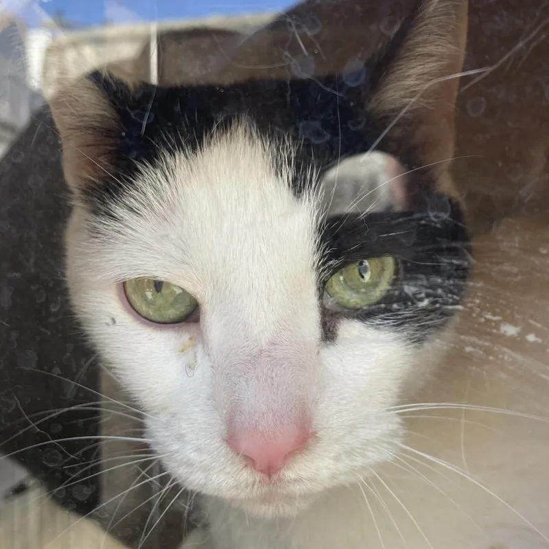 An adult medium-sized female Gray / Blue / Silver Domestic Short Hair cat named Cora for adoption in Philadelphia, PA