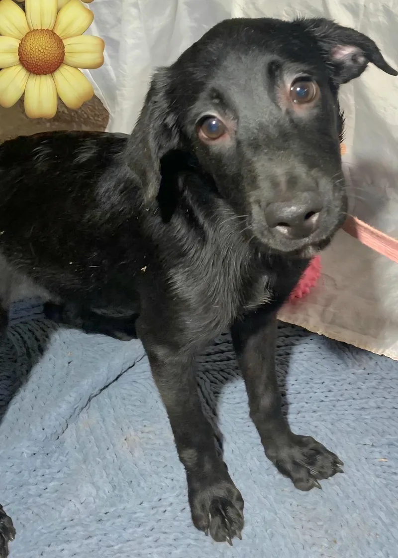 Susy "hugs & Kisses thumbnail 2