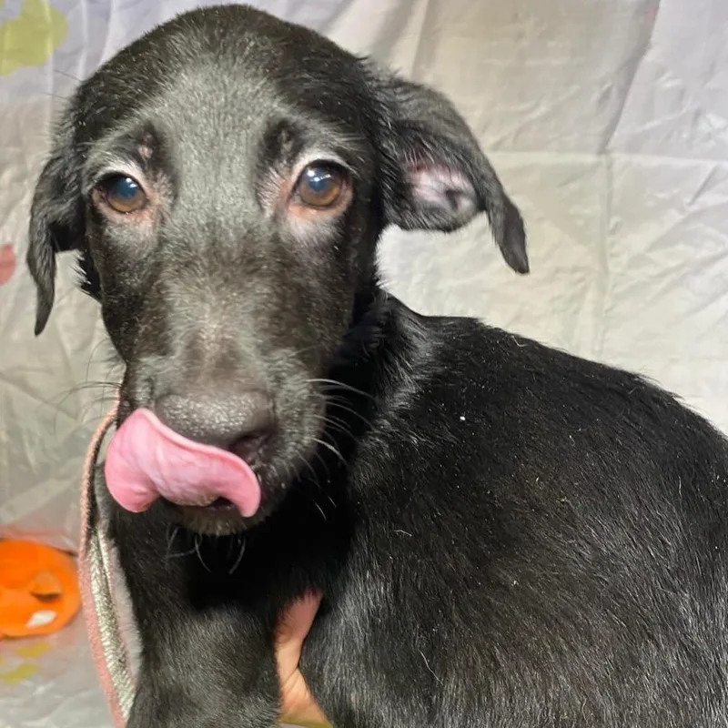 Susy "hugs & Kisses thumbnail 5