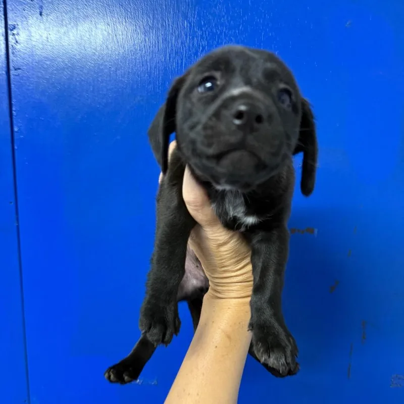 A baby small-sized male Black Beagle dog named Teddy for adoption in Wahiawa, HI