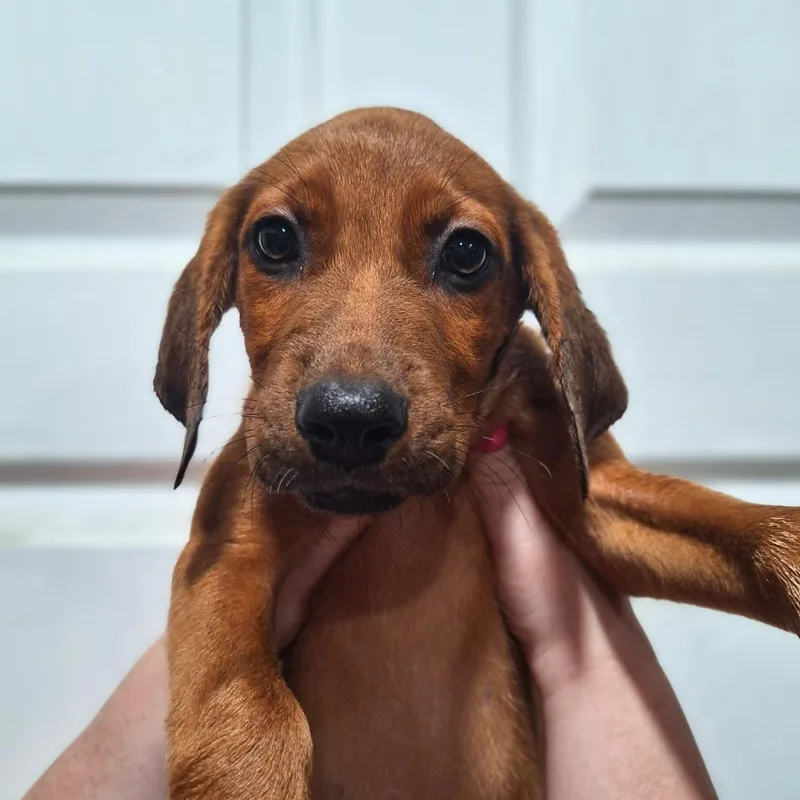 A baby medium-sized female Red / Chestnut / Orange Hound dog named Tessa for adoption in Alexandria, VA