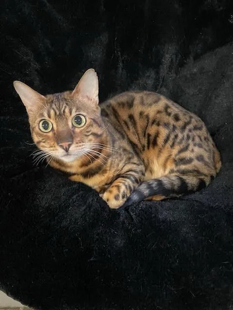 Pippin & Balin  thumbnail 2