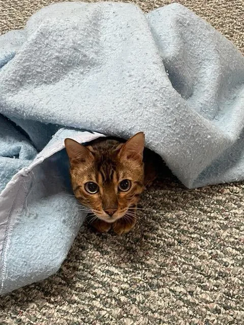 Pippin & Balin  thumbnail 4