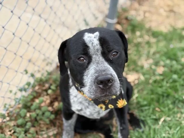A young large-sized male Pit Bull Terrier dog named Jax for adoption in Tulsa, OK