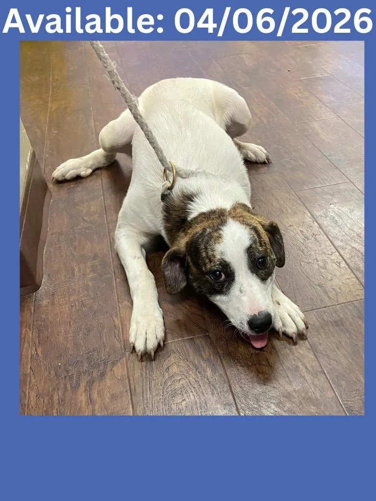 A young medium-sized male Labrador Retriever dog named Dog Kennel  Brown for adoption in Greenville, TX