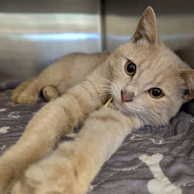 A young medium-sized male Domestic Short Hair cat named Oyster A for adoption in Plano, TX