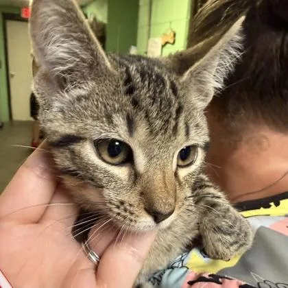 A young small-sized female Tabby (Brown / Chocolate) Domestic Short Hair cat named Harriet for adoption in North Myrtle Beach, SC