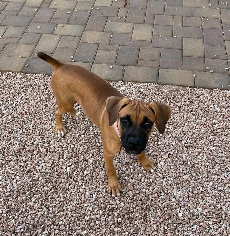 A baby large-sized female Boxer dog named Sunny for adoption in Mesa, AZ