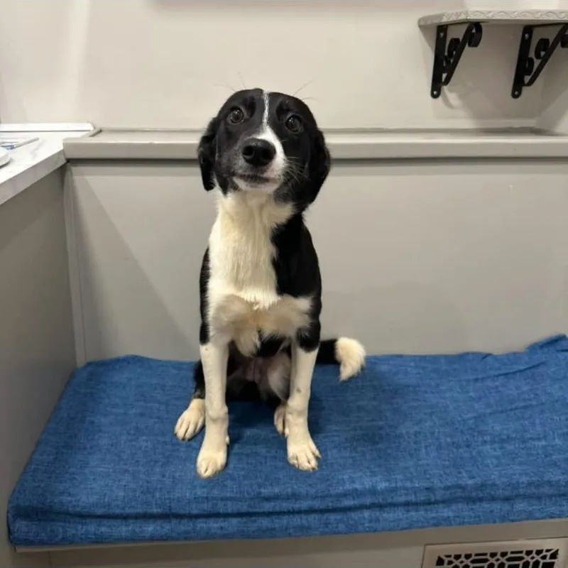 A baby medium-sized female Border Collie dog named Maria for adoption in Philadelphia, PA
