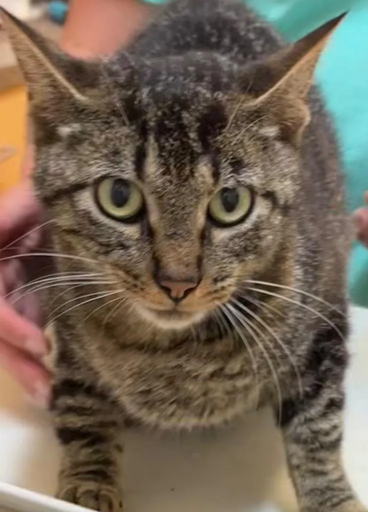 A young medium-sized female Domestic Short Hair cat named Chloe for adoption in Elizabethton, TN