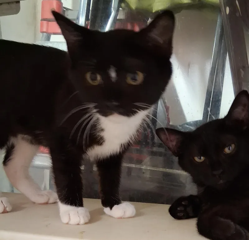 A baby small-sized male Black Domestic Short Hair cat named Bonnie and Clyde for adoption in Bear, DE
