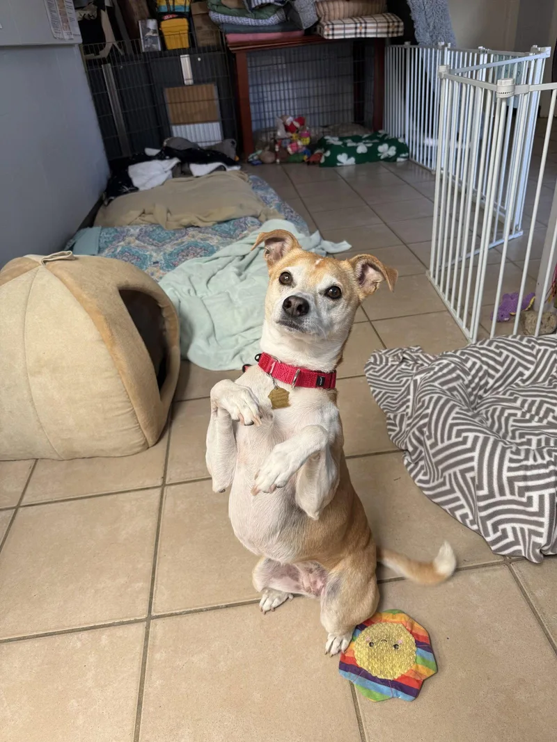 A senior small-sized female Basenji dog named Juno for adoption in Seal Beach, CA