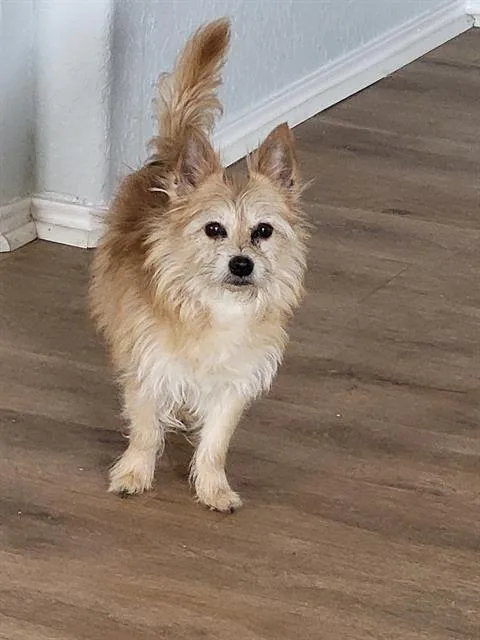 A young small-sized male Terrier dog named Jojo for adoption in San Antonio, TX