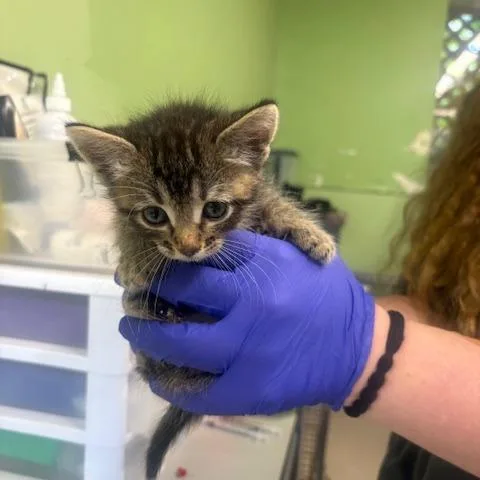 A baby small-sized male Gray / Blue / Silver Domestic Short Hair cat named Arlo for adoption in St. Helena, CA