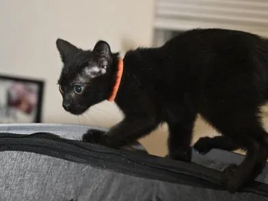 A baby medium-sized male Black Bombay cat named Michelangelo for adoption in Liverpool, TX