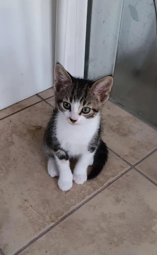 A baby small-sized female Gray & White Domestic Short Hair cat named Runt for adoption in Wendell, NC