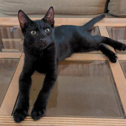 A baby small-sized male Black Domestic Short Hair cat named Ross for adoption in Tampa, FL