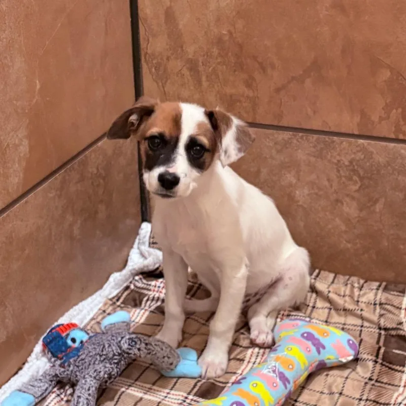 A baby medium-sized male Mixed Breed dog named Spritz for adoption in Fenton, MI