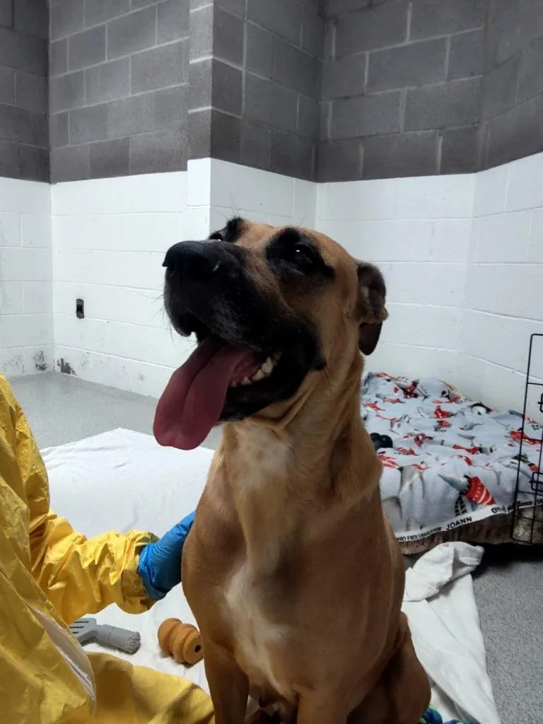An adult large-sized female Mastiff dog named Felony for adoption in Phoenix, AZ