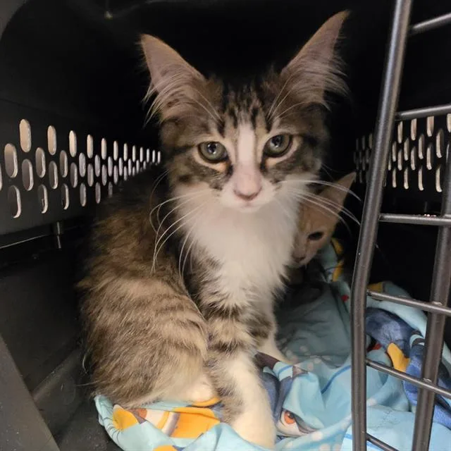 A baby medium-sized male Domestic Short Hair cat named Eagle for adoption in Houston, TX
