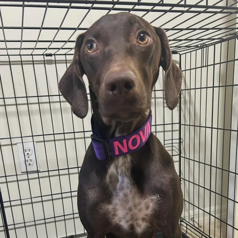 An adult medium-sized female Brown / Chocolate German Shorthaired Pointer dog named Nova for adoption in Sarasota, FL