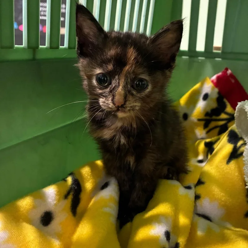 A baby small-sized female Tortoiseshell Domestic Short Hair cat named Michi for adoption in Oak Park, IL