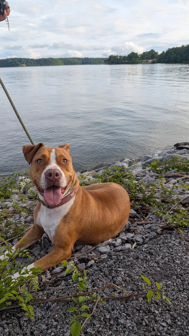 An adult large-sized female American Staffordshire Terrier dog named Debbie for adoption in Nashville, TN