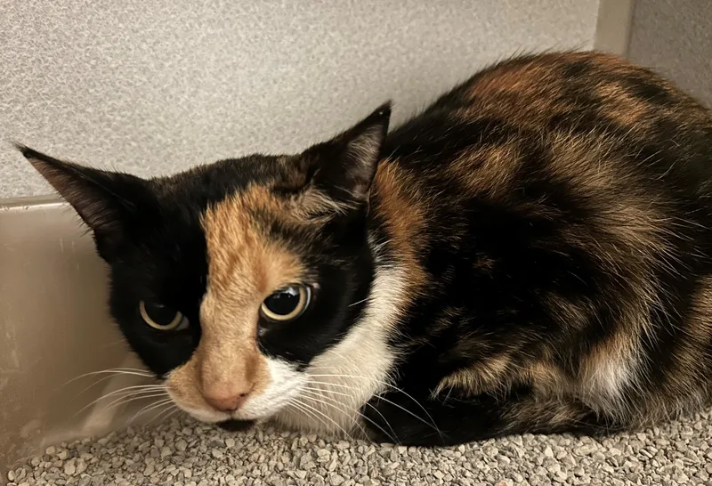 An adult medium-sized female Domestic Short Hair cat named Solstice for adoption in Mason City, IA