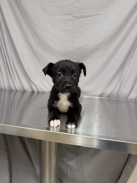 A baby small-sized male German Shepherd Dog dog named Smalls for adoption in Agoura, CA