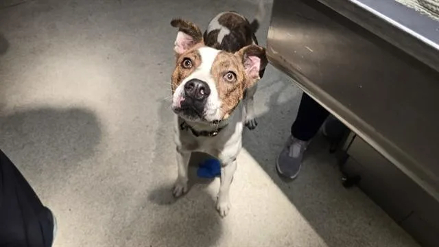 An adult medium-sized female Pit Bull Terrier dog named Tiana for adoption in Riverside, CA