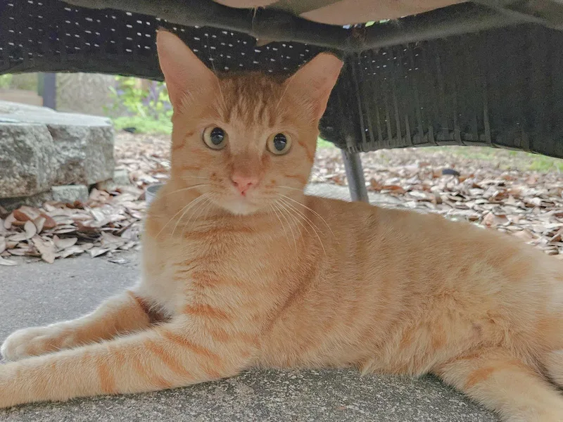 David – The Foodie thumbnail 2