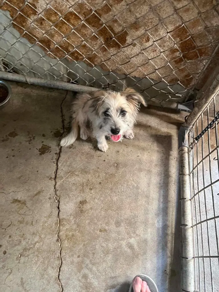 An adult small-sized male Mixed Breed dog named Jake for adoption in Newman, CA
