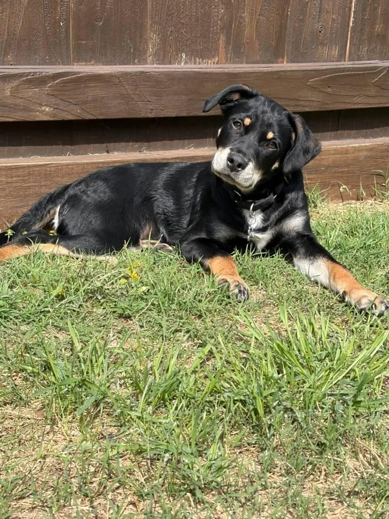 A young medium-sized male Golden Terrier dog named Solomon for adoption in Colleyville, TX