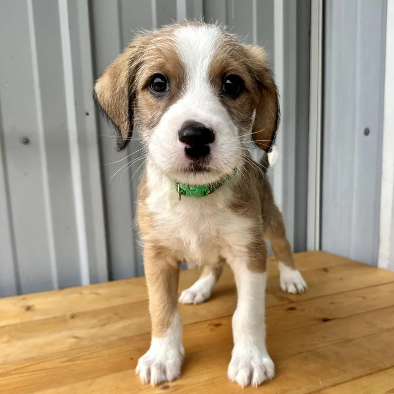 A baby small-sized male Brown / Chocolate German Shepherd Dog dog named Hotdog PR for adoption in Union, MO
