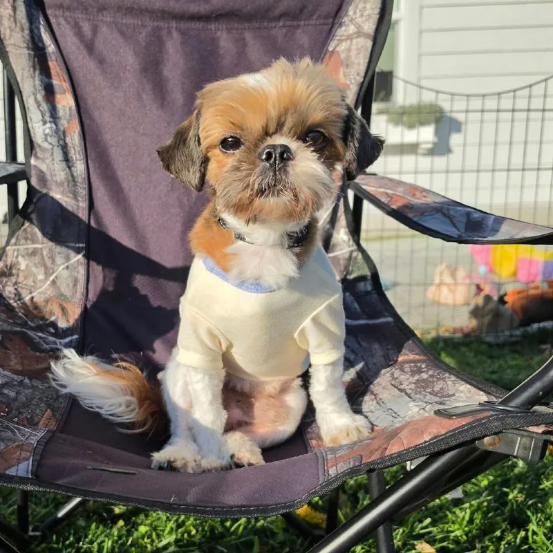 An adult small-sized male Shih Tzu dog named Sir Buttons for adoption in Alma, WI
