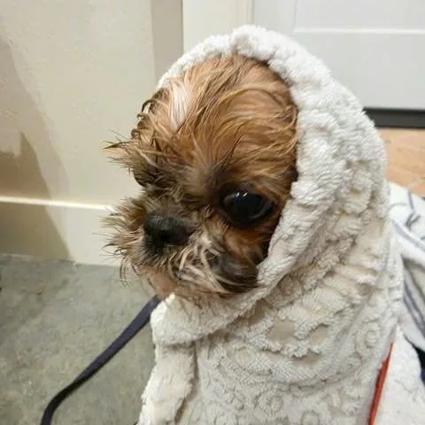 Sir Buttons thumbnail 2