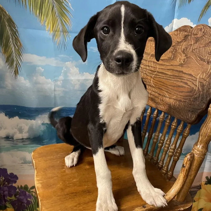 A baby small-sized male Black Border Collie dog named Chuck for adoption in Eureka Springs, AR