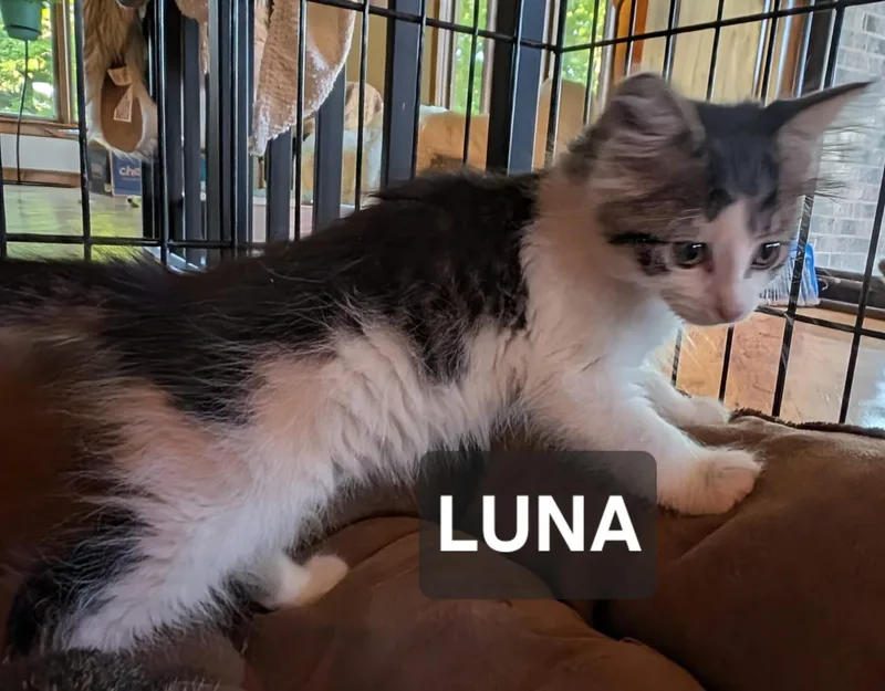 A young medium-sized female Black & White / Tuxedo Domestic Medium Hair cat named Luna for adoption in Windom, MN