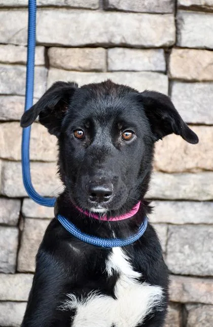 An adult large-sized female Newfoundland Dog dog named Melly for adoption in Yakima, WA