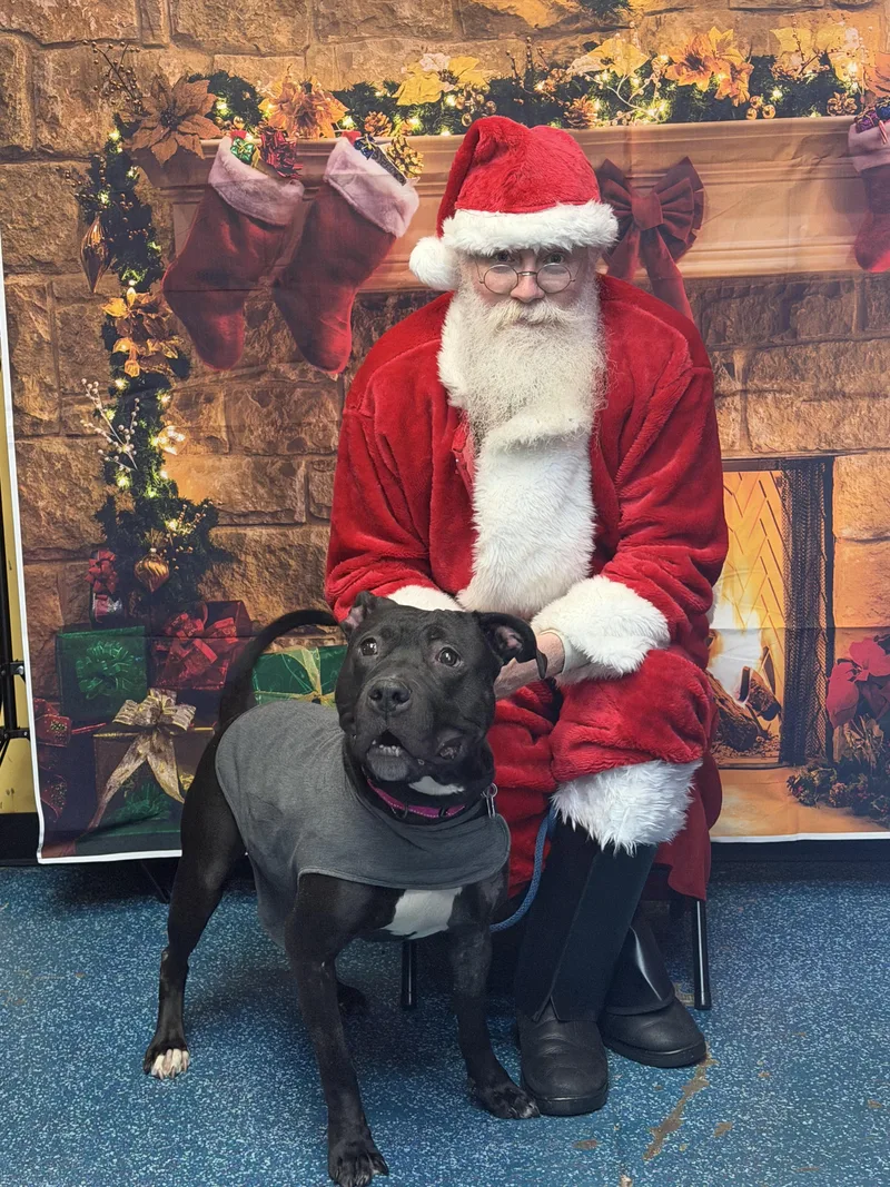 A young medium-sized female Brown / Chocolate American Bully dog named Daisey for adoption in Westminster, MD
