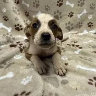 A baby medium-sized female Brown / Chocolate Pit Bull Terrier dog named Trixie for adoption in Alexandria, VA