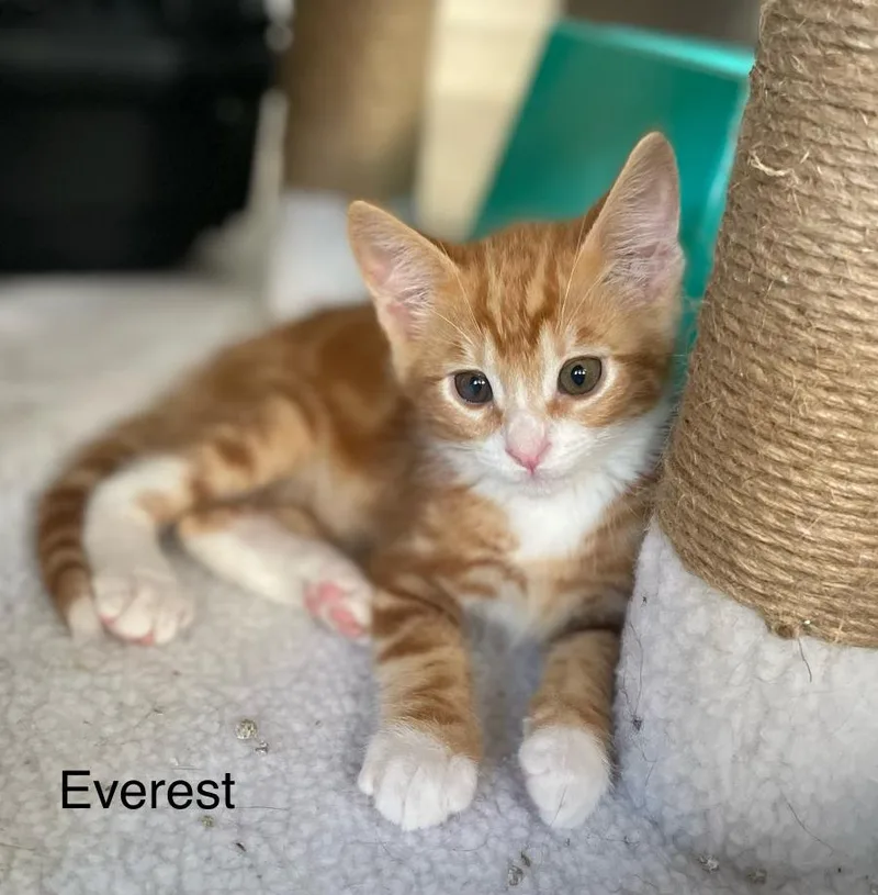 A baby medium-sized male Tabby (Orange / Red) Domestic Short Hair cat named Everest for adoption in Riverside, CA