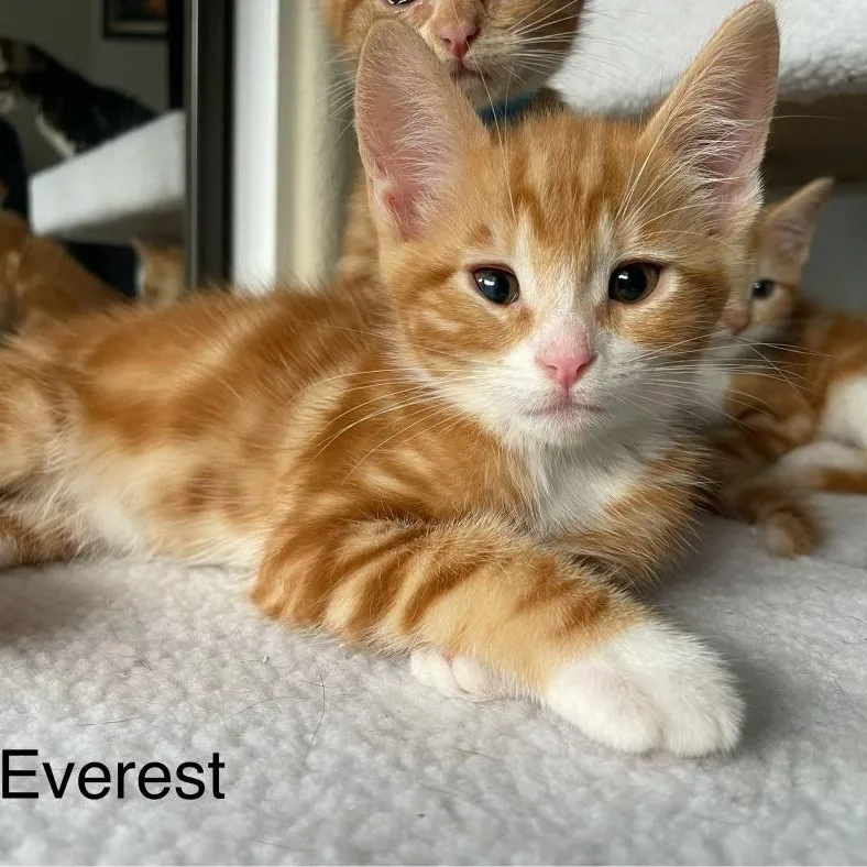 Everest thumbnail 2