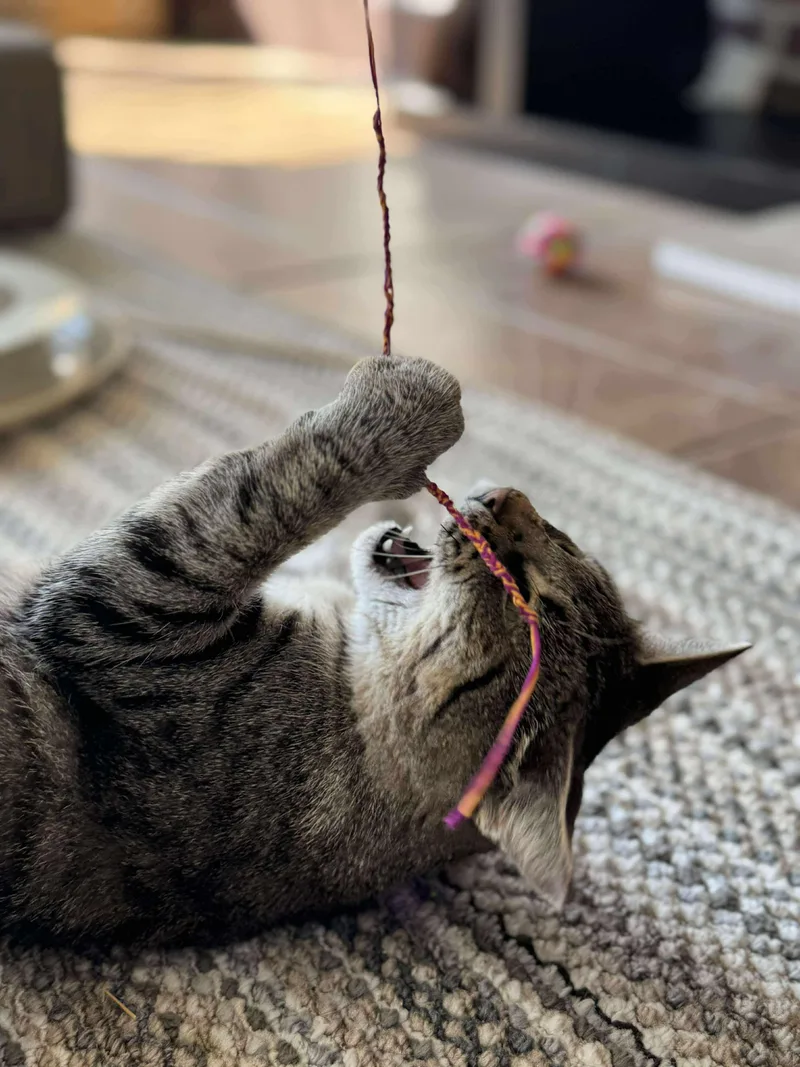 Peyton Place thumbnail 2