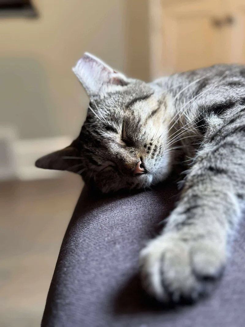 Peyton Place thumbnail 3