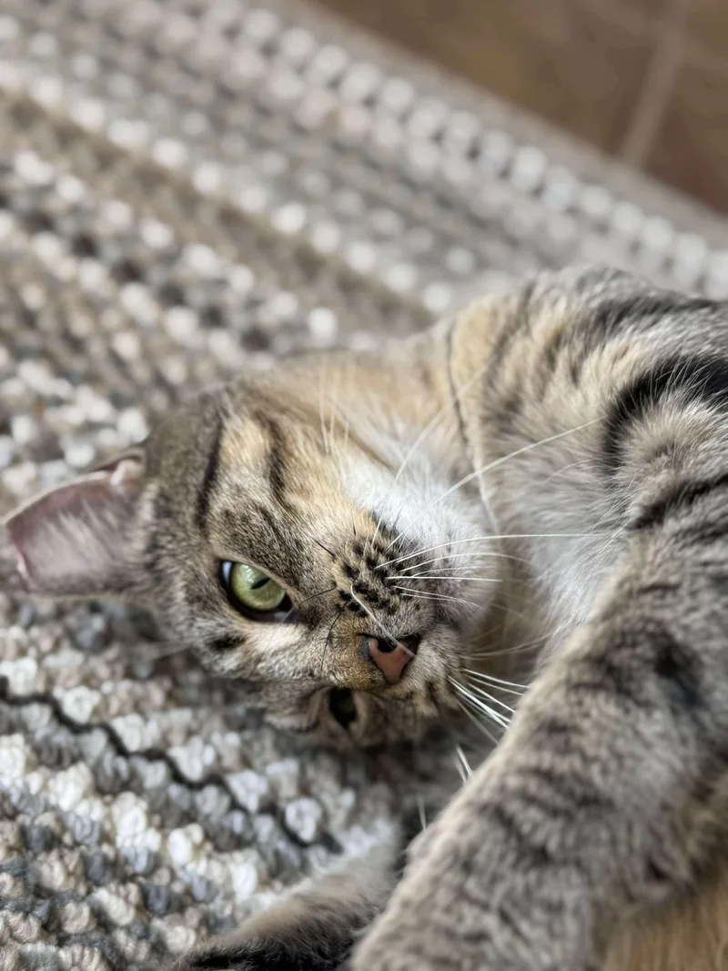 Peyton Place thumbnail 4