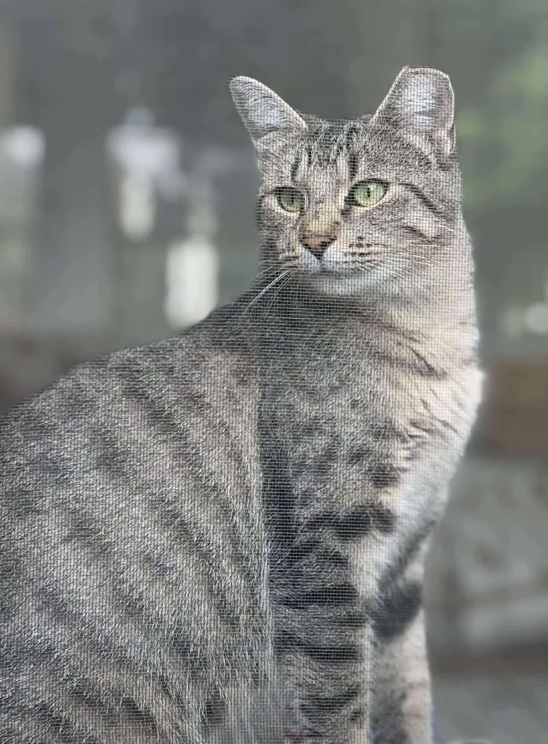 Peyton Place thumbnail 5