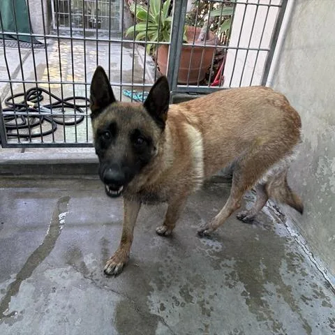 An adult large-sized female Yellow / Tan / Blond / Fawn Belgian Shepherd / Malinois dog named Zoey for adoption in Pasadena, CA